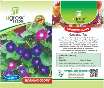 agri max gardens AGRIMAX GARDENS MORNING GLORY ESSENTIAL OIL BLEND MORNING GLORY SEEDS & FLOWER Seed(40 per packet)