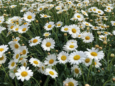 Qualtivate HUA-109 Chamomile German Heirloom Seeds Seed(250 per packet)