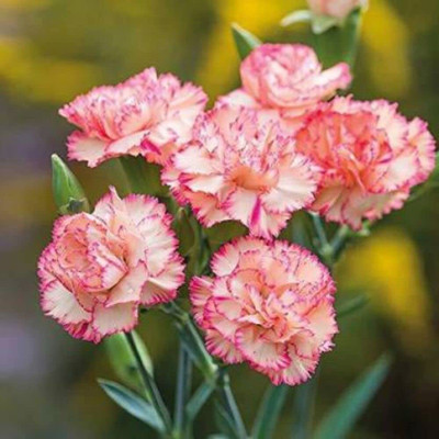 Lorvox Carnation Mixed Flower Seed(10 per packet)