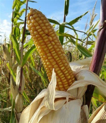 CYBEXIS XL-63 - Corn Field Corn - (2250 Seeds) Seed(2250 per packet)