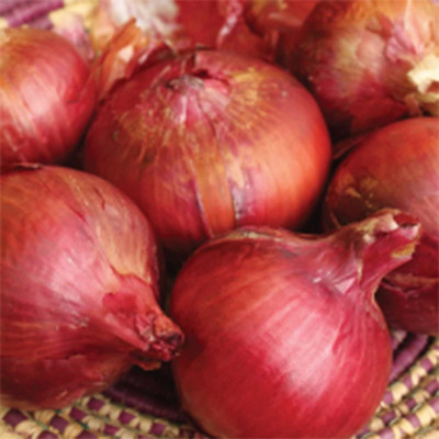 CYBEXIS PUAS-77 - Certified Organic Red Southport Globe - (4500 Seeds) Seed(4500 per packet)