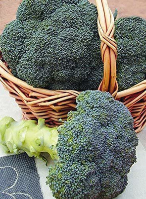 WILLVINE LXI-364 Arcadia F1 Broccoli Seeds Seed(200 per packet)
