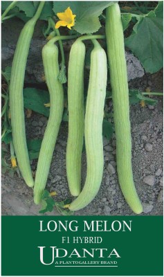 Udanta Lambi Kakri - Long Melon F1 Hybrid Vegetable Seeds Pack 30 Seeds Seed(1 per packet)