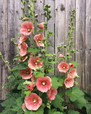 XOLDA Exotic holly hock Seed(10 per packet)