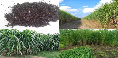 ibains Napier grass seeds for fodder pack of 5009 Seed(5900 per packet)