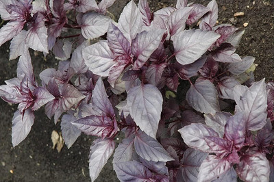 Qualtivate NDIR-67 Dark Opal Sweet Basil Seeds Seed(1000 per packet)