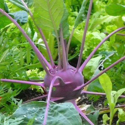 Aywal Knol-Khol Vegetable Hybrid Quality Seed(375 per packet)