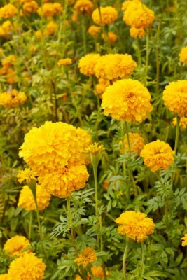 Arlo marigold/gende ka phool flower seeds Seed(50 per packet)