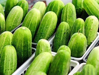 CYBEXIS LX-30 - Rare and Super Prolific Cucumber - (450 Seeds) Seed(450 per packet)