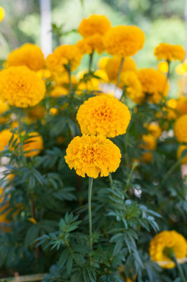 Chalissa marigold/gende ka phool flower seeds Seed(50 per packet)