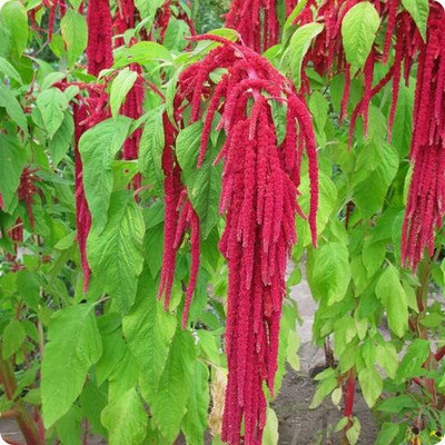 Epazo Amaranthus Mixed Color Hybrid Flower Seeds For All Season Seed(12 per packet)