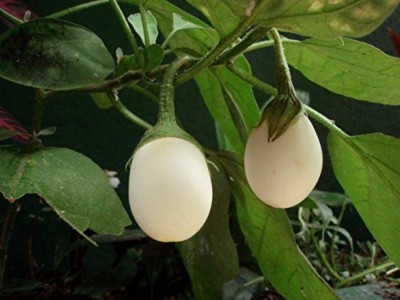 CHILLATAI White Brinjal Seeds / Vellai Katharikai Seed(20 per packet)