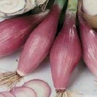Qualtivate KXL-9AT Onion - Long Torpedo Shaped Rose Seed(500 per packet)