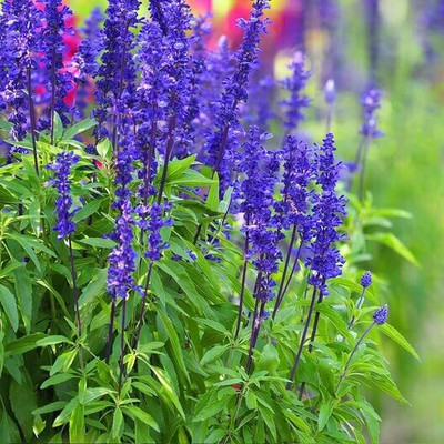 Epazo Salvia Mix Flower Seed(60 per packet)
