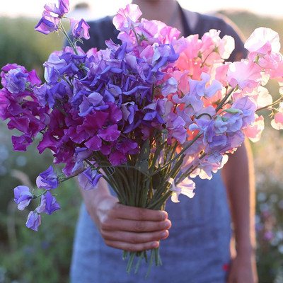 CYBEXIS XLL-1 - Beautiful Mix Sweet Pea Flower - (300 Seeds) Seed(300 per packet)