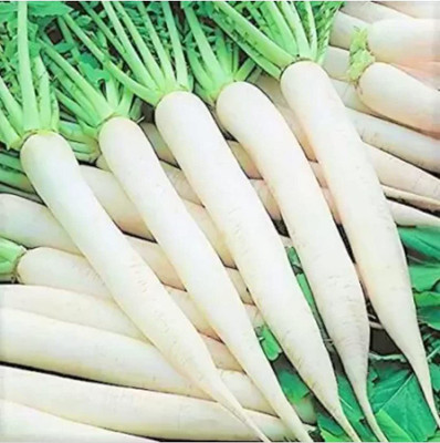 KANAYA Radish - Long Mooli Hybrid Vegetable Seeds Seed(125 per packet)