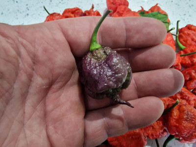 Biosnyg Hybrid Purple Death Chilli Vegetable Seeds For Gardening-(2000 Seeds) Seed(2000 per packet)