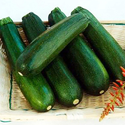 CYBEXIS Rustic Zucchini Squash Seeds for Yard Green100 Seeds Seed(100 per packet)
