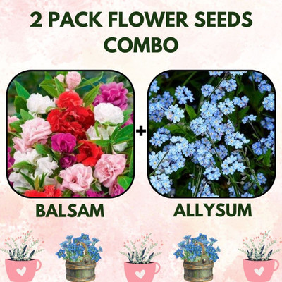 Infiniteseeds 2 Pack Combo of Balsam and Allysum Flower Seeds Seed(2 per packet)