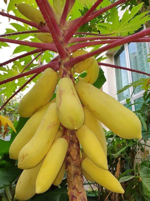 jkfarm Papaya, Pepe Seed(900 per packet)