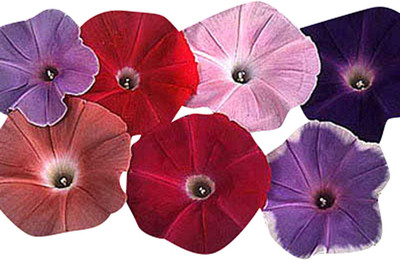 CYBEXIS F1 Hybrid Morning Glory Ipomoea Early Call Mix Flower Seeds Seed(50 per packet)