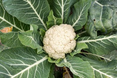 Modinity white cauliflower,gobhee seeds Seed(40 per packet)
