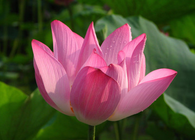 Khushi Prova Lotus seeds for planting at home Seed(20 per packet)