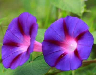 ZIXA Ipomoea Purpurea - Grandpa Otts Seed(30 per packet)