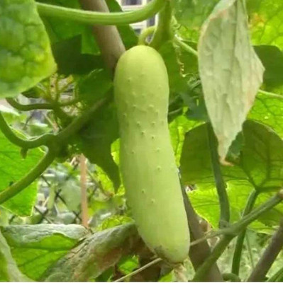 CYBEXIS Vegetable Seed Non-GMO Varieties Easy to Care Cucumber Seeds 2000 Seeds Seed(2000 per packet)
