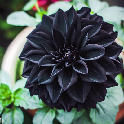 Lorvox Black Ruby Beauty Dahlia Flower Exotic Fresh Seed(74 per packet)