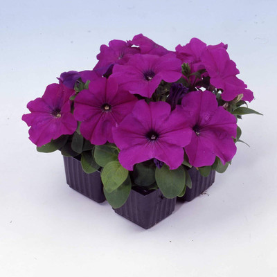 Qualtivate KGF -150 Petunia Multiflora Violet Seeds Seed(50 per packet)