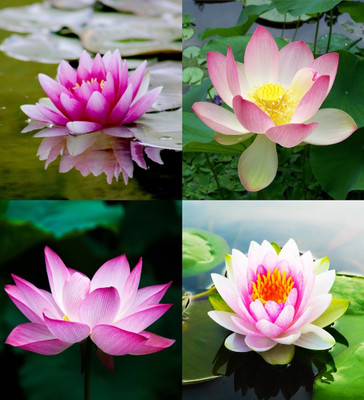ibains Lotus flower seeds beez 17 Seed(17 per packet)