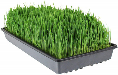 CYBEXIS GBPUT-27 - Hard Red Winter Wheat - (2500 Seeds) Seed(2500 per packet)