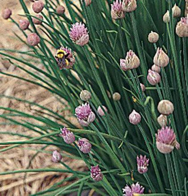 VibeX LX-47 - Hybrid Chives - (750 Seeds) Seed(750 per packet)