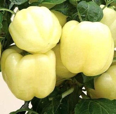 ENINE Hybrid White Capsicum Shimla mIrch शिमला मिर्च के बीज 50 Seeds 
 FG5 Seed(50 per packet)