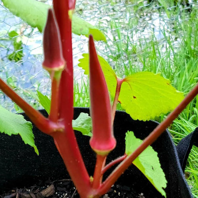 ibains Red okra seeds Seed(33 per packet)
