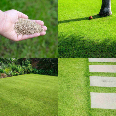Seedsilk Lawn grass seeds for home garden Seed(5500 per packet)
