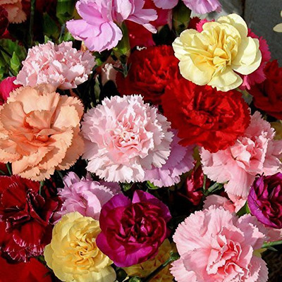 KANAYA Carnation Mix Seed(44 per packet)