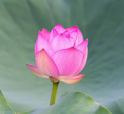 jui halder lotus,kamal gatta Seed(10 per packet)