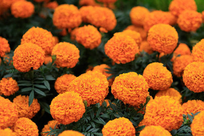 KANISHQ marigold,gende ka phool seeds Seed(22 per packet)