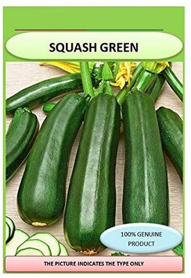 KNESSiN Squash Green/zucchini F1 Hybrid[100 Seeds] Seed(100 per packet)