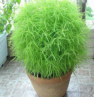 Aywal Kochia Broom Seedlings Peacock Pine Hybrid Seed(60 per packet)