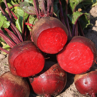 Quentova Beetroot - Red Ace Seed(200 per packet)