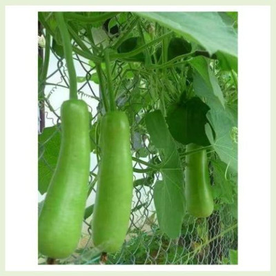 RUDRAAMAA Bottle Gourd / Ghiya Vegetable Sedd Seed(50 per packet)