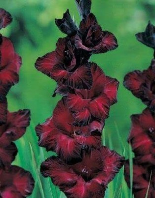 VibeX PUAS-77 - Black Beauty Gladiolus Bulbs for Planting - (8 Bulbs) Seed(8 per packet)