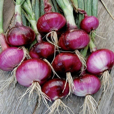 Biosnyg Non GMO Onion Red Seeds For Planting-(3000 Seeds) Seed(3000 per packet)