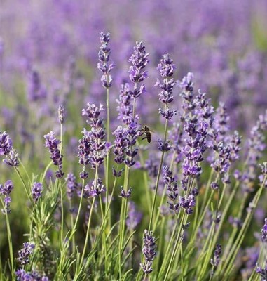 CYBEXIS TLX-92 - Vera Lavender Non-GMO - (750 Seeds) Seed(750 per packet)