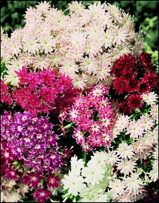 XOLDA Exotic phlox twinkle Seed(20 per packet)