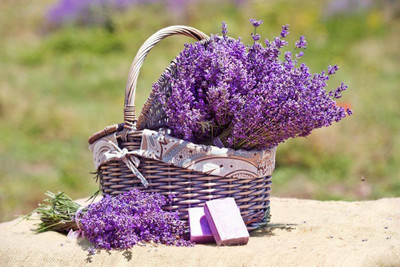 VibeX ® VXI-263 Old Fashioned English Lavender Vera Seed(500 per packet)