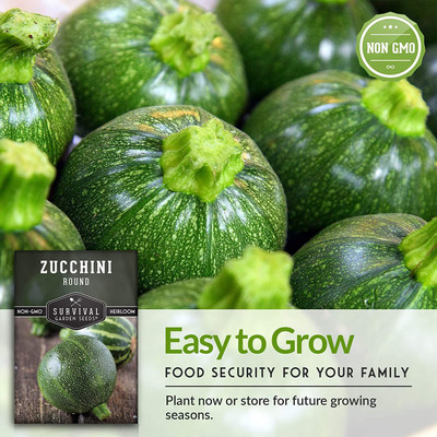 CYBEXIS NBIR-76 - Round Zucchini for Planting - (225 Seeds) Seed(225 per packet)
